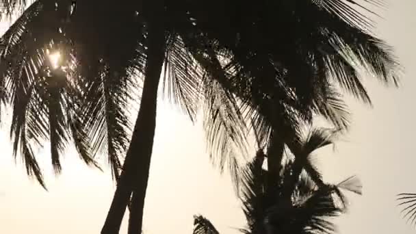 Silueta de palmera con hoja verde y rayo de sol en la isla tropical, lugar exótico — Vídeos de Stock