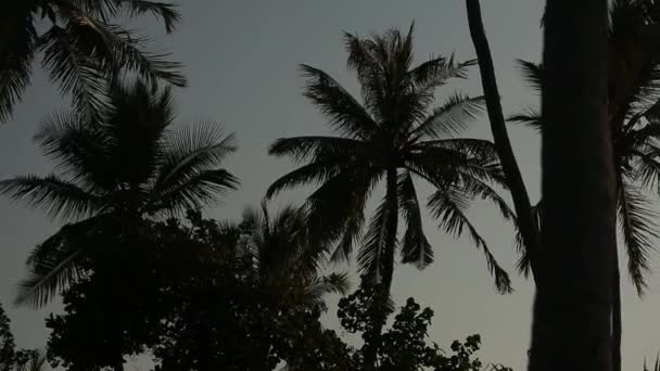 熱帯の島、エキゾチックな場所に緑の葉と太陽光線とヤシの木のシルエット — ストック動画