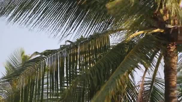 Palmera con hoja verde y rayos de sol en la isla tropical de Maldivas, lugar exótico — Vídeos de Stock