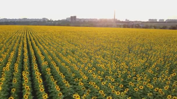 Luftaufnahme: Flug über dem Sonnenblumenfeld bei Sonnenuntergang. Kamera bewegt sich langsam vorwärts. Sonnenblume blüht. Kamera in geringer Höhe. — Stockvideo