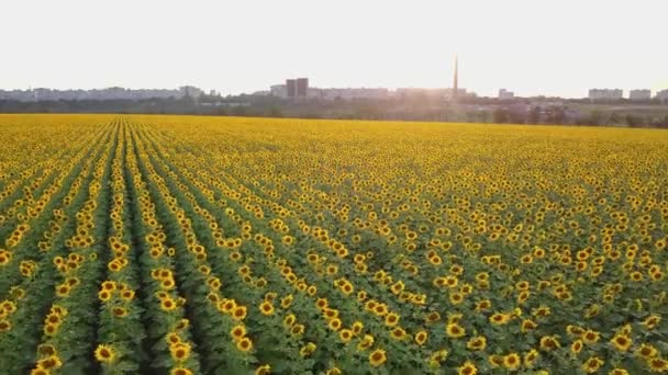 Luftaufnahme: Flug über dem Sonnenblumenfeld bei Sonnenuntergang. Kamera bewegt sich langsam vorwärts. Sonnenblume blüht. Kamera in geringer Höhe. — Stockvideo