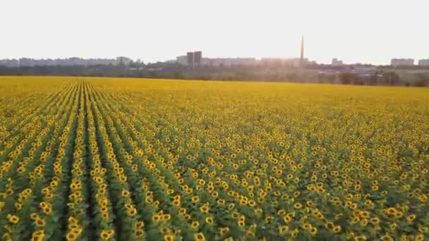 Vista aérea: Volando sobre el campo de girasol al atardecer. La cámara avanza rápido. El girasol está floreciendo. Cámara a baja altitud . — Vídeos de Stock