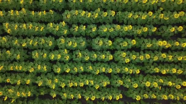 Aerial view: camera flying above the sunflower field at sunset. Drone ascending. Sunflower is flowering — Stock Video