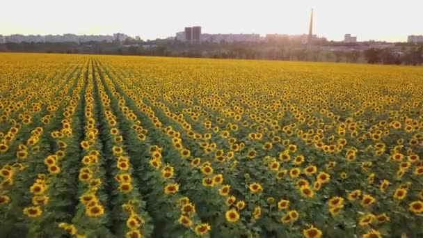 Flygfoto: flyger ovanför solros fältet vid solnedgången. Kameran rör sig snabbt framåt. Solros blommande. Kameran på låg höjd. — Stockvideo