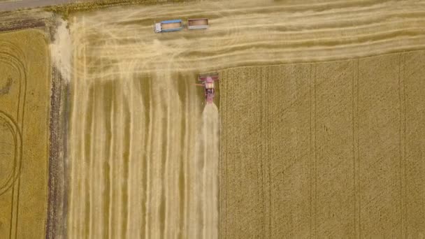 Top z lotu ptaka z góry kombajn zbiera pszenicy o zachodzie słońca w pobliżu ciężarówki. Pozyskiwanie ziarna pola, przyciąć sezon. 4 k. piękne naturalne aerial krajobraz. Pojęcia przemysłu spożywczego. — Wideo stockowe