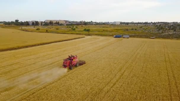 コンバインの空撮は、日没で小麦を収集します。穀物畑を収穫シーズンをトリミングします。4 k. 美しい自然空中の風景。食品産業のコンセプト. — ストック動画