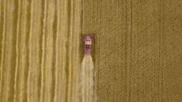 Top luchtfoto van bovenaf van combine harvester verzamelt de tarwe bij zonsondergang. Het oogsten van graan veld, bijsnijden seizoen. 4 k. mooie luchtfoto natuurlandschap. Voedsel industrie concept. — Stockvideo