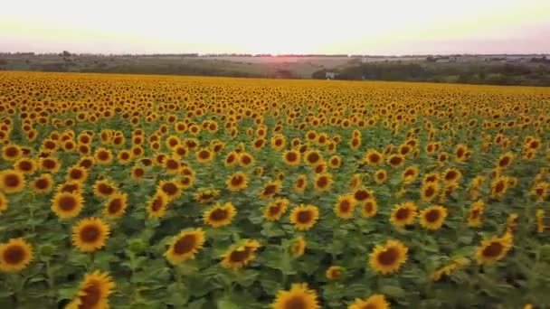 Vue aérienne : voler au-dessus du champ de tournesol au coucher du soleil. La caméra se déplace vers la droite. Le tournesol fleurit. Drone à basse altitude .