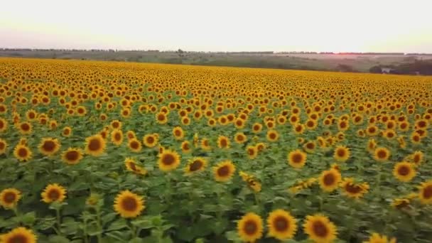 Vue aérienne : voler au-dessus du champ de tournesol au coucher du soleil. La caméra se déplace vers la droite. Le tournesol fleurit. Drone à basse altitude .