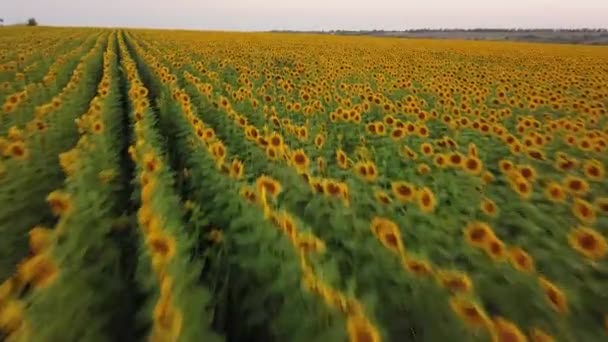 Luftaufnahme: Flug über dem Sonnenblumenfeld bei Sonnenuntergang. Kamera bewegt sich schnell vorwärts und aufwärts. Sonnenblume blüht. Drohne in geringer Höhe. — Stockvideo