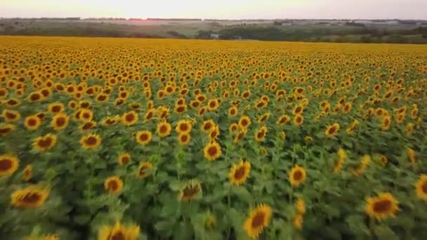 Luftaufnahme: Flug über dem Sonnenblumenfeld bei Sonnenuntergang. Kamera bewegt sich nach vorne und nach rechts. Sonnenblume blüht. Drohne in geringer Höhe. — Stockvideo