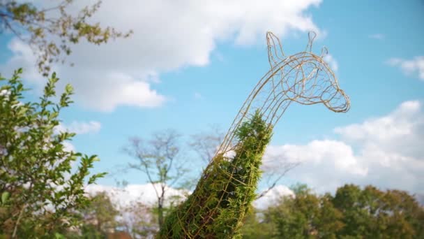 Jirafa Topiary en macetas en el sitio de la restricción. Concepto de diseño de paisaje verde. Reconstrucción del parque con esculturas de plantas y césped verde y árboles frondosos detrás . — Vídeos de Stock