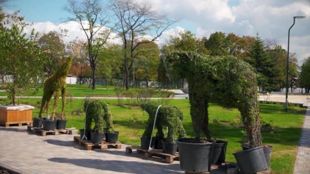 Elefanti topiari e giraffa in vasi di piante nel sito di vincolo. Concetto di progettazione del paesaggio verde. Ricostruzione del parco con sculture vegetali e prato verde e alberi frondosi alle spalle . — Video Stock