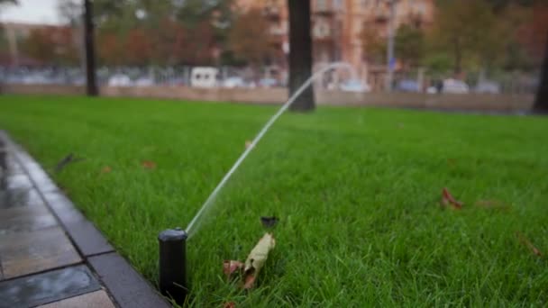 Tuin irrigatie sprinkler drenken grasveld in het park in de buurt van loopbrug. Geautomatiseerd roterende irrigatiesysteem. Groen gras en landschap design. Sproeier daalt onder maaiveld. — Stockvideo