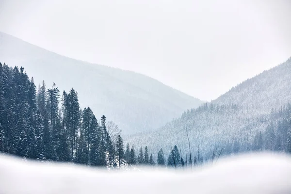 Multi capas de montaña paisaje de invierno. Pendientes y bosques siempreverdes cubiertos de nieve. Bosque de pino y abeto nevado. Nieve en un frío día helado en la garganta de las montañas. Fondo de Navidad . — Foto de Stock
