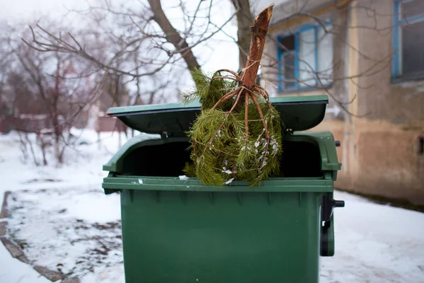 End of Christmas. Used and abandoned cutted fir tree in garbage bin waits for collection by by garbage truck. Irresponsible behavior towards nature, save forest, keep green concept. Deforestation ban — Stock Photo, Image