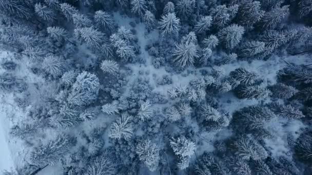 ภาพถ่ายทางอากาศของป่าต้นสนฤดูหนาวในภูเขา มุมมองจากด้านบนของต้นสนที่ปกคลุมด้วยหิมะ ควอดคอปเตอร์ บินไปในป่าสปรูซแช่แข็ง ฤดูคริสต์มาส อากาศหนาวเหน็บอารมณ์ . — วีดีโอสต็อก