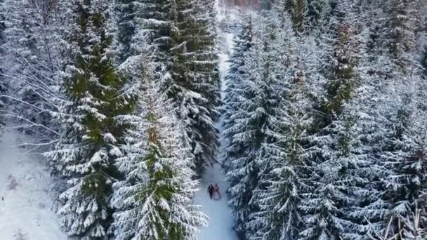 Aerial view of young wedding couple walking and having fun holding hands in snow weather pine forest during snowfall. Snowy engagement ceremony. Winter wedding fairy tale inspiration. — Stock Video