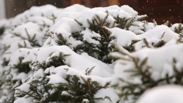 雪落冷杉树枝, 木制小屋的背景。山村滑雪场下了大雪。寒冷的冬日在山里。原汁原味的景观设计与云杉和灌木. — 图库视频影像