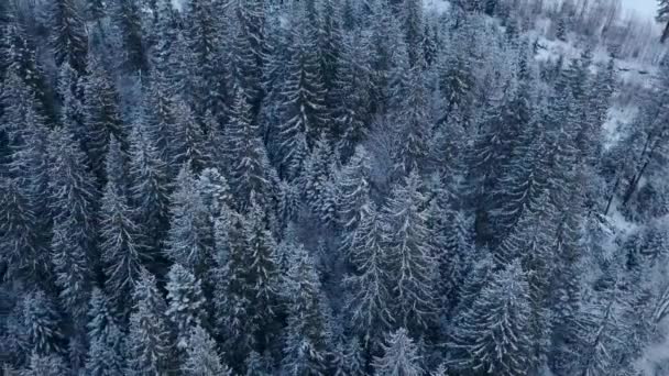 空中镜头的冬季冷杉树森林在山。从上面可以看到被雪覆盖的松树。四人车天桥冷冻雪云杉树林。圣诞节。寒冷的喜怒无常的天气. — 图库视频影像