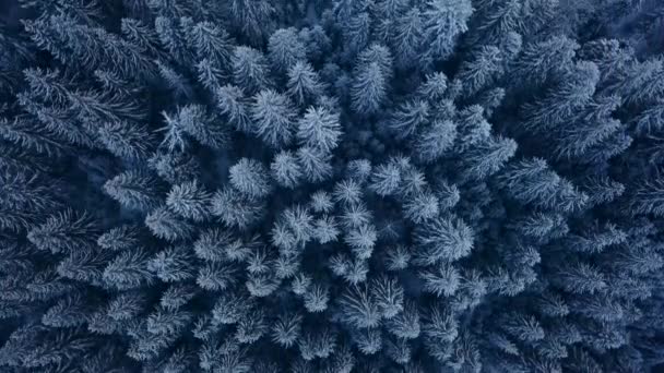 Filmato aereo della foresta di abeti invernali in montagna. Vista dall'alto di pini ricoperti di neve. Quadricottero sorvolare boschi di abete rosso innevato congelato. Stagione natalizia. Freddo gelido tempo lunatico . — Video Stock
