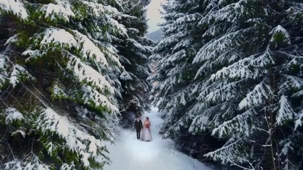A légi felvétel a fiatal esküvői pár gyaloglás és birtoklás móka kézenfogva során havazás hó Időjárás fenyves erdőben. Havas eljegyzési ceremónia. Téli esküvő mese inspiráció. — Stock videók
