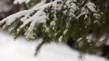 Ağır çekimde Ladin ve çam ağacı dalları düşen kar taneleri karla kaplı. Kış günü köknar ağacı orman, Noel sezonu ve yeni yıl tatilleri.