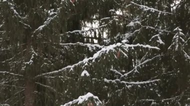 Ağır çekimde Ladin ve çam ağacı dalları düşen kar taneleri karla kaplı. Kış günü köknar ağacı orman, Noel sezonu ve yeni yıl tatilleri. Görünümü Kapat.
