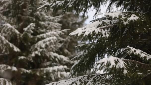 Mit Schnee bedeckte Äste von Fichten und Kiefern. Wintertag im schneebedeckten Tannenwald, Weihnachtszeit und Neujahrsferien. Ansicht schließen. — Stockvideo