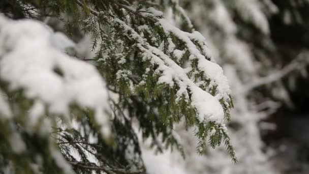 Ветви ели и сосны, покрытые снегом. Зимний день в заснеженном еловом лесу, рождественский сезон и новогодние праздники. Close view . — стоковое видео