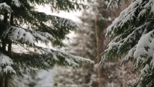 Fiocchi di neve che cadono al rallentatore su rami di abete rosso e pino coperti di neve. Giorno invernale in foresta di abete, stagione di Natale e vacanze di anno nuovo. Vista da vicino . — Video Stock