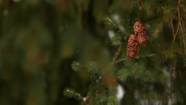 Conos de abeto en una rama. Abeto siempreverde durante las nevadas de invierno. Hermoso fondo de Navidad con buen bokeh para copyspace y diseño. Un día nevado. Copos de nieve giran en el aire en cámara lenta . — Vídeo de stock