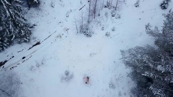 Antenn av brudgummen spinning lyckliga bruden håller henne i hans händer i snö vädret fir tree spruce skog under snöfall. Lyckligt nygifta ha kul. Drone flyger tillbaka härifrån. Alla hjärtans dag jul koncept. — Stockvideo