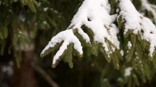 Schneebedeckte Äste Von Fichten Und Kiefern Wintertag Tannenwald Weihnachtszeit Und — Stockvideo