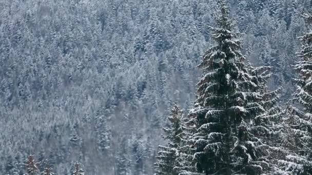 Abeto e pinheiros coroas e ramos cobertos de neve. Dia de inverno na floresta de abeto nevado, Árvores com montanhas e colinas no fundo. Temporada de Natal e feriados de ano novo. Moody tempo . — Vídeo de Stock