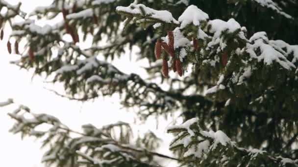 Tannenzapfen auf einem Ast im Wald. immergrüne Fichten auf winterlichen Schneefall. schöne Weihnachtshintergrund mit schönen Bokeh für Copyspace und Design. Schneetag. Schneeflocken wirbeln in Zeitlupe durch die Luft. — Stockvideo