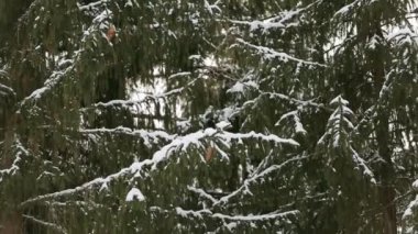 Ağır çekimde Ladin ve çam ağacı dalları düşen kar taneleri karla kaplı. Kış günü köknar ağacı orman, Noel sezonu ve yeni yıl tatilleri. Görünümü Kapat.
