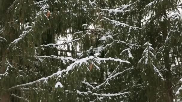 Flocos de neve caindo em câmera lenta em abetos e ramos de pinheiros cobertos de neve. Dia de inverno na floresta de abeto, estação de Natal e feriados de ano novo. Vista aproximada . — Vídeo de Stock