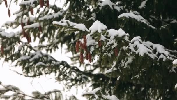 Szyszki drzewo jodły na oddział w lesie. Wiecznie zielone świerk na śniegu w zimie. Piękne tło Boże Narodzenie z ładny bokeh na lato i projektowania. Śnieżny dzień. Płatki śniegu wirowa w powietrzu w zwolnionym tempie. — Wideo stockowe