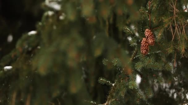 モミの枝にコーン。冬の積雪時に常緑のトウヒ。Copyspace とデザインの素敵なボケ味を持つ美しいクリスマスの背景。雪の降る日スローモーションで空気の渦巻き模様の雪. — ストック動画