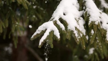 Ladin ve çam ağacı dalları karla kaplı. Kış günü karlı köknar ağacı orman, Noel sezonu ve yeni yıl tatilleri. Görünümü Kapat.