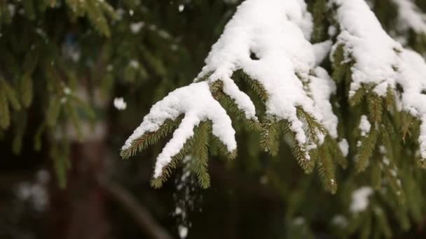 Ramos de abeto e pinheiros cobertos de neve. Dia de inverno na floresta de abeto nevado, estação de Natal e feriados de ano novo. Vista aproximada . — Vídeo de Stock