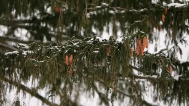 Conos de abeto en una rama. Abeto siempreverde durante las nevadas de invierno. Hermoso fondo de Navidad con buen bokeh para copyspace y diseño. Un día nevado. Copos de nieve giran en el aire en cámara lenta . — Vídeos de Stock