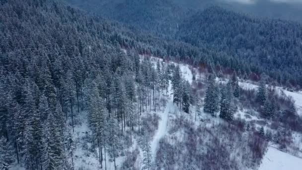 空中镜头的冬季冷杉树森林在山。从上面可以看到被雪覆盖的松树。四人车天桥冷冻雪云杉树林。圣诞节。寒冷的喜怒无常的天气. — 图库视频影像