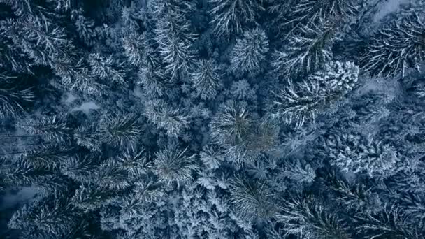 Luftaufnahmen von winterlichen Tannenwäldern in den Bergen. Blick von oben auf schneebedeckte Kiefern. Quadrocopter überfliegen gefrorene schneebedeckte Fichtenwälder. Weihnachtszeit. Frostig-launiges Wetter. — Stockvideo
