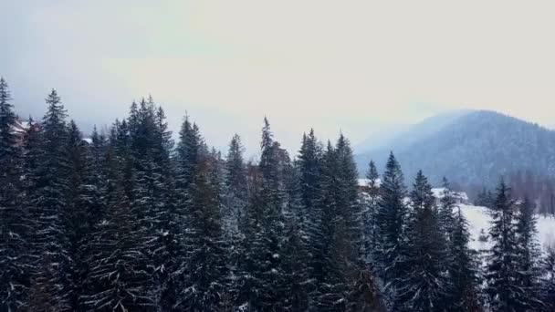 冬の山中に生息地域の空中を明らかに。雪に覆われた丘の斜面に山村の建物は、雪で覆われています。田舎、モミの木や松の森。スキー リゾートのコテージ. — ストック動画