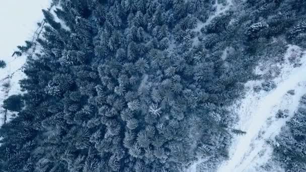 山中冬モミの木の森の空中映像。雪で覆われた松の木の上からの眺め。Quadcopter 高架道路凍って雪に覆われたトウヒの森。クリスマス シーズン。冷ややかな不機嫌そうな寒さ. — ストック動画