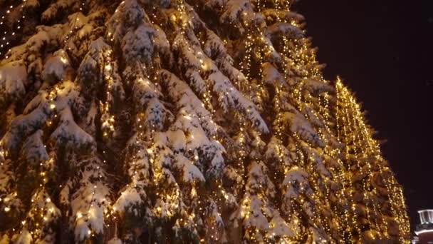 Luces de lámpara de guirnalda en árboles de Navidad. Iluminación festiva en los abetos en las calles en la víspera de Año Nuevo. Noche de invierno. Ramas de abeto nevado. Nevadas. Nieve cayendo . — Vídeos de Stock