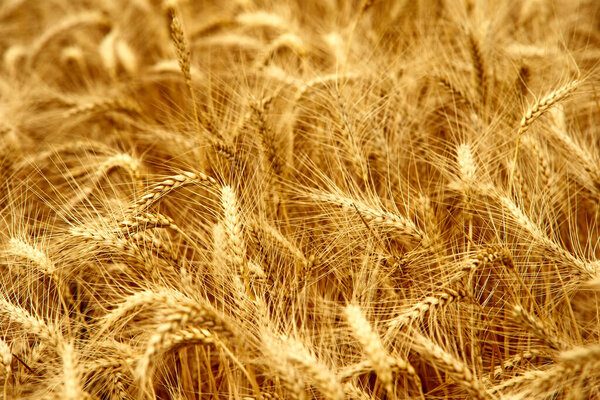 Golden ripe wheat ears at the farm field ready for harvesting. Rich wheat crop harvest. Agriculture and agronomy theme. Shallow depth of field.