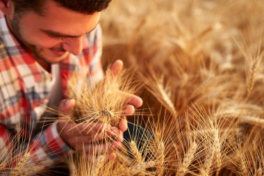 Gülümseyen çiftçi bir avuç olgun buğday kulağını elinde tutuyor ve kokluyor. Agronomist, gün doğumunda hasat etmeden önce tahıl ekinlerini inceliyor. Gün batımında altın tarla. Organik tarım kavramı.